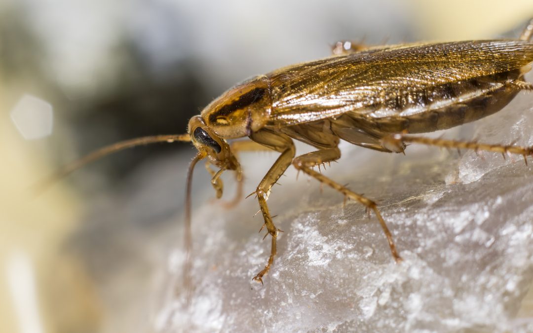 Γερμανική κατσαρίδα (Blattella germanica- Linnaeus)
